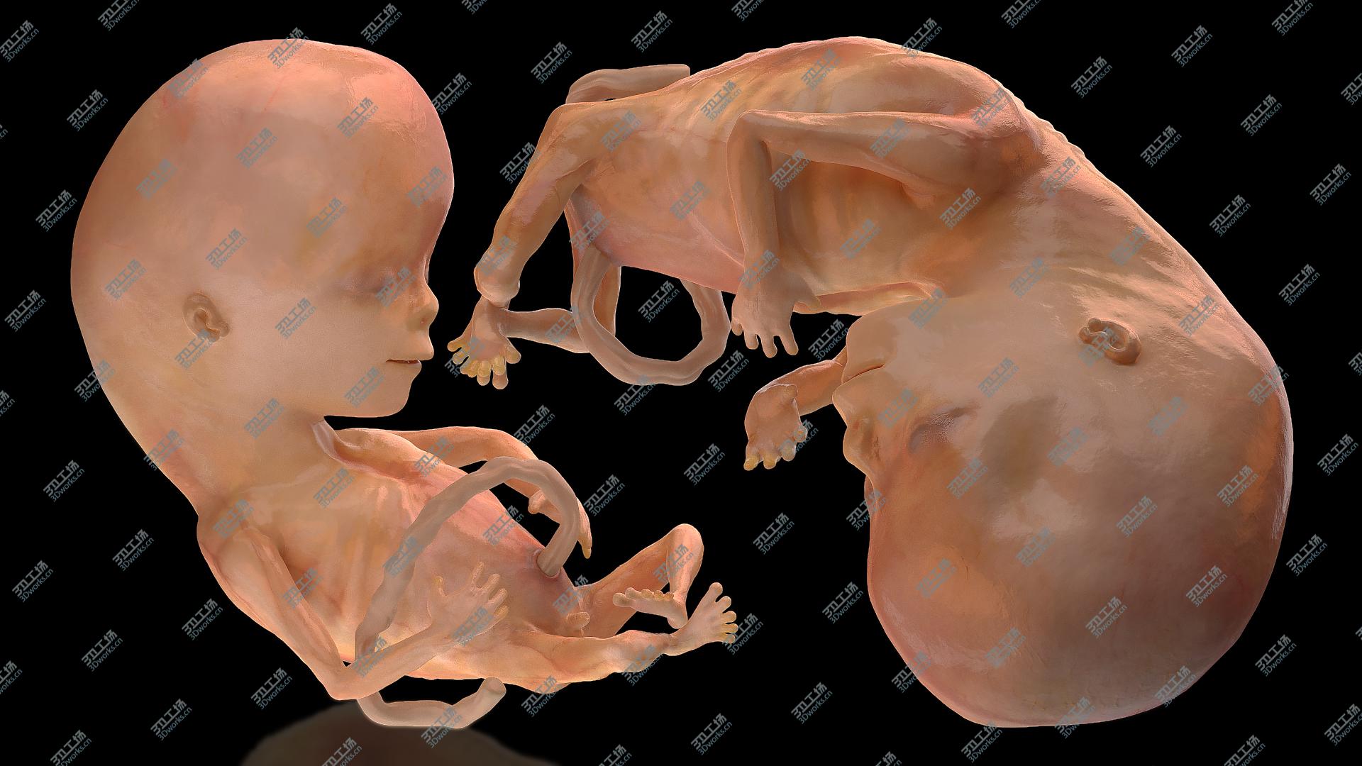 images/goods_img/202104091/Human Fetus 12 Weeks Rigged model/5.jpg